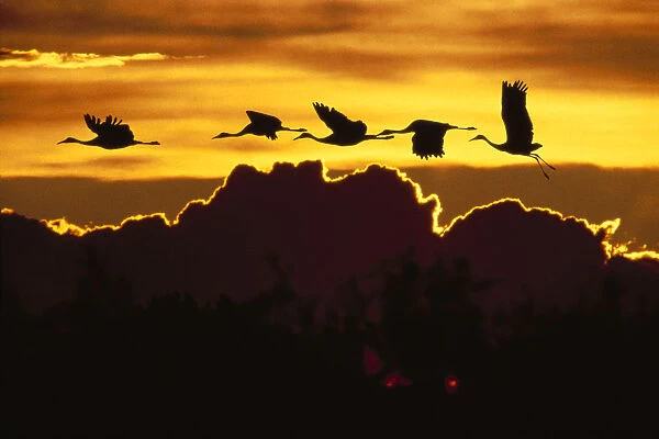 Alaska, Sandhill Crane (Grus Canadensis) Flying Above Clouds In Golden Sunset Sky
