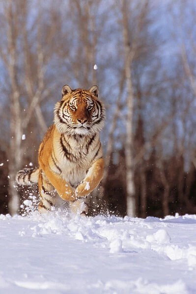 Alaska, Siberian Tiger (Panthera Tigris Altaica) Charging Through Winter Snow
