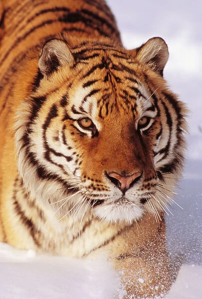 Alaska, Siberian Tiger (Panthera Tigris Altaica) Stalking Prey In Deep Winter Snow
