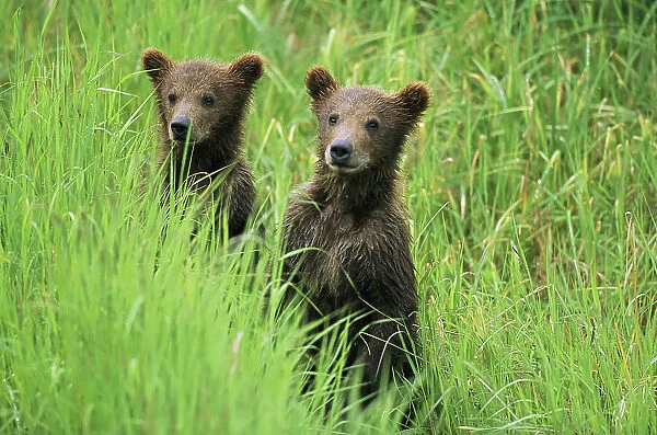 Alaskan brown bear cubs wait in tall grass for their mother