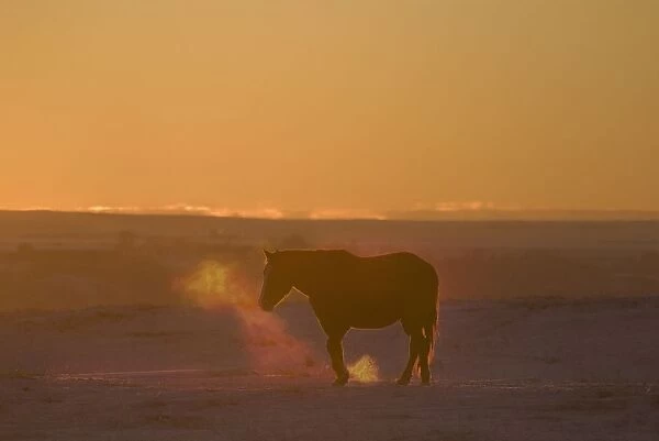 Alberta, Canada; Horse At Sunset