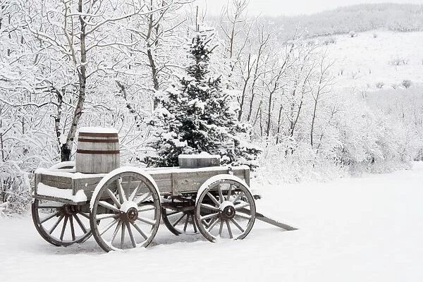 Alberta, Canada; Wooden Wagon And Trees Covered In Snow