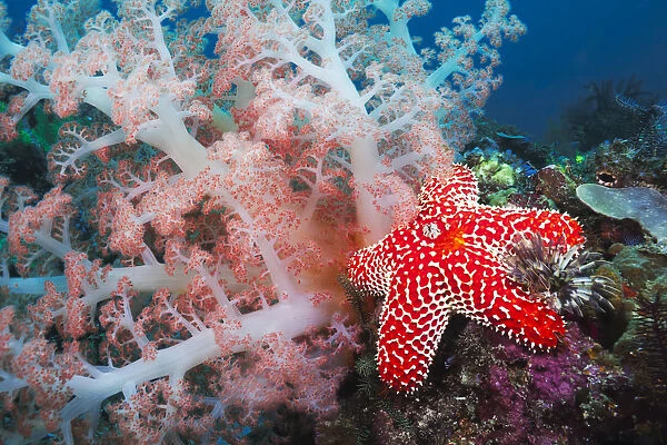 Alconarian Coral, Starfish, Crinoids And A Feather Dust Worm All Compete For Space In This Indonesian Reef Scene Off Rinca Island In Komodo National Park; Indonesia