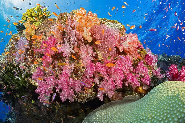 Alconarian And Gorgonian Coral With Schooling Anthias Dominate, A Fijian Reef Scene; Fiji
