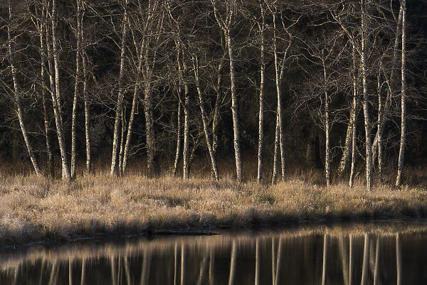 Alders Reflect In Water On A Winter Afternoon; Cathlamet, Washington, United States Of America