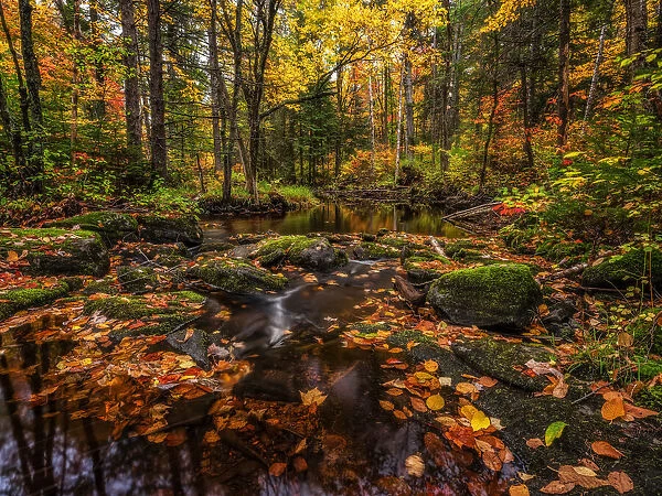 Algonquin Provincial Park in autumn, Ontario, Canada