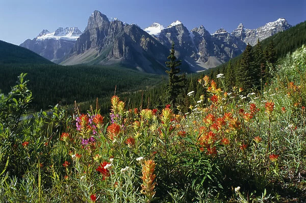 Alpine Flowers and The Ten Peaks Banff National Park Alberta, Canada