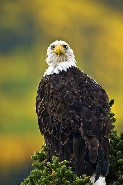 American Bald Eagle Perched On Evergreen Branch