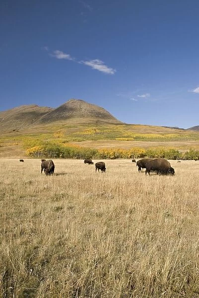 American Bison (Bison Bison), Southern Alberta, Canada