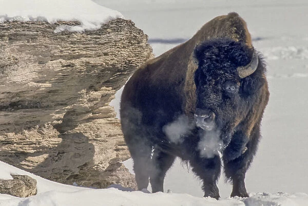 American bison bull warming in sun exhaling breath in winter, Soda Butte Cone, YNP, Wyoming, USA