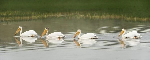 American White Pelicans Swim In A Line On The Yellowstone River; Wyoming, Usa