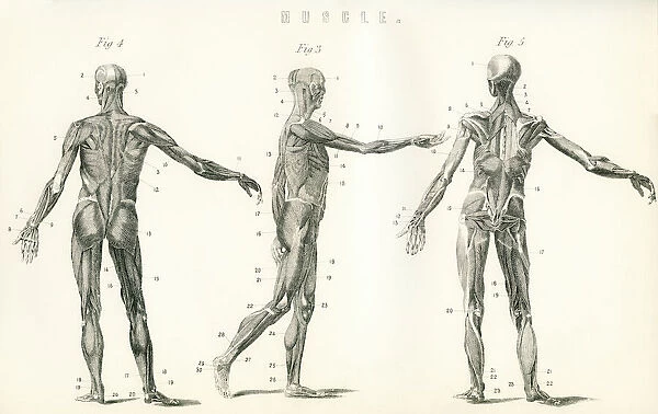 Anatomical Study Of Muscle In The Human Body. From The National Encyclopaedia, Published C. 1890