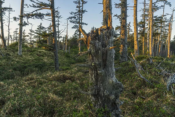 The Ancient Forests Of Naikoon Provincial Park; Haida Gwaii, British Columbia, Canada