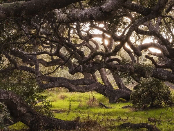 Ancient oak trees in the Los Osos Oak Forest, California, USA