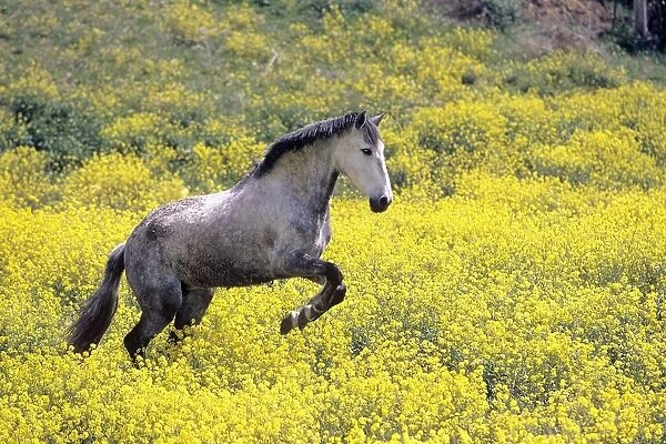 Andalucian Horse
