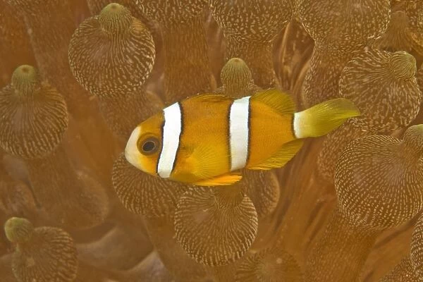 Anemonefish, Sea Anemone, Puerto Galera, Philippines, Asia, Europe