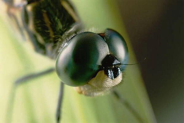 Animals Insects Dragonflies Anatomy Eyes Compound Eyes