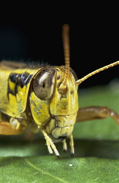 Animals Insects Grasshoppers Photography Close Views