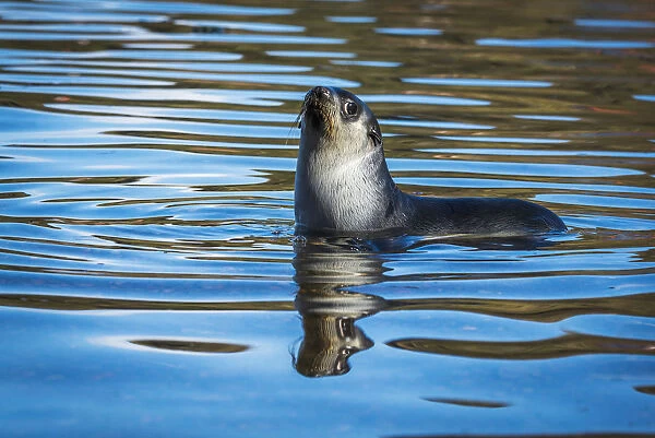 Antarctic Fur Seal (Arctocephalus Gazella) Reflected In Rippled Water; Antarcitca