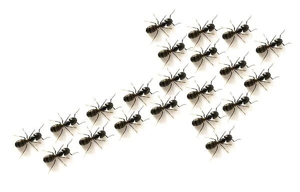 Ants Forming An Arrow