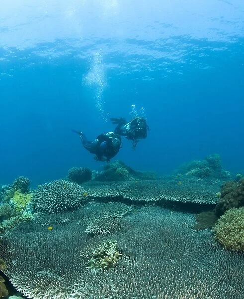 Apo Island Marine Park, Philippines, Asia; Scuba Diver