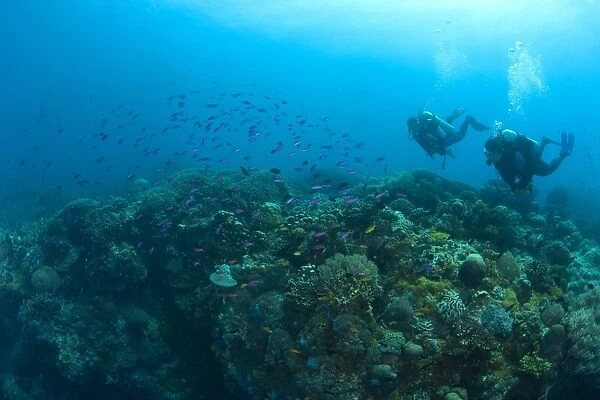 Apo Island Marine Park, Philippines, Southeast Asia; Scuba Diver