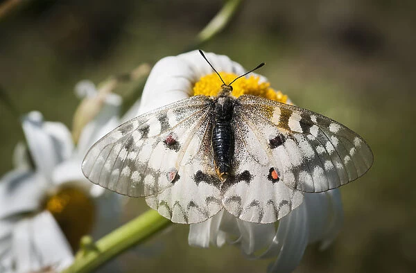 An Apollo Butterfly (Parnassius Apollo) Seeks Nectar From A Daisy; Astoria, Oregon, United States Of America