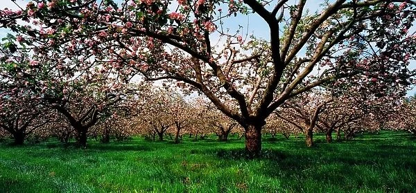 Apple Orchard, Co Armagh, Ireland
