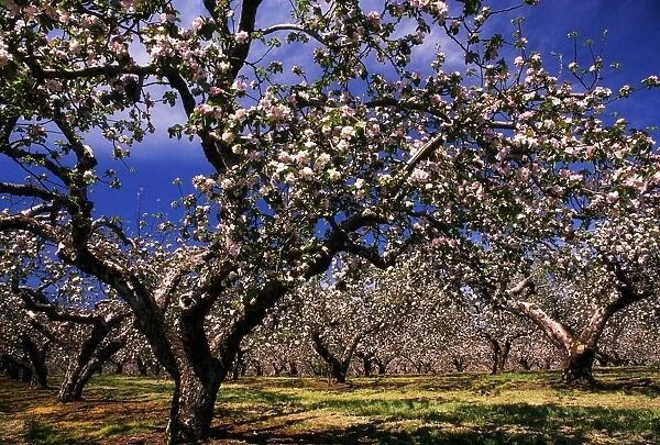 Apple Trees In An Orchard, County Armagh, Republic Of Ireland