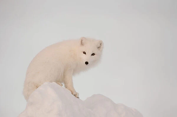 Arctic Fox Stands In Late Afternoon Sun On Top Of A Large Chunk Of Ice, Churchill, Manitoba Canada, Winter