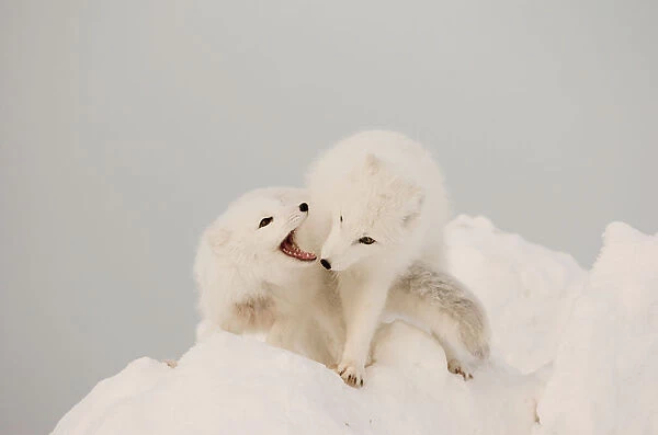 Two Arctic Foxes Play On Top Of A Large Chunk Of Ice, Churchill, Manitoba Canada, Winter