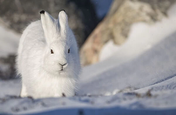 Arctic hare (Lepus arcticus) in the snow; Churchill, Manitoba, Canada