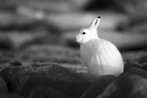 Arctic hare sits among rocks