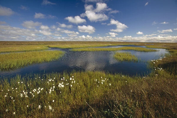 Arctic Tundra & Cotton Grass Summer Scenic North Slope Alaska