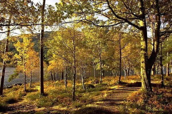 Argyll And Bute, Scotland; Path Through Autumn Woods