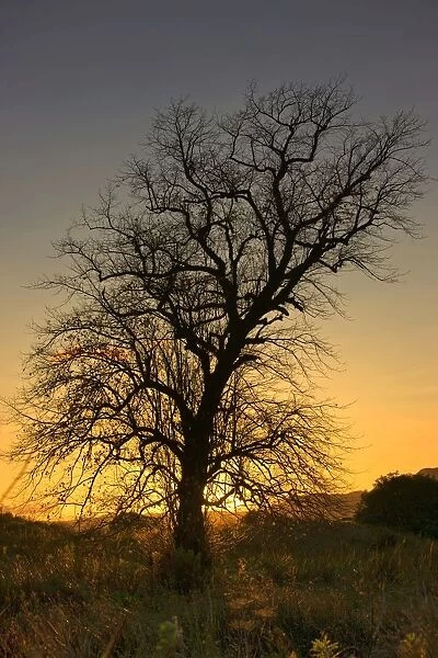 Argyll And Bute, Scotland; Silhouette Of Tree At Sunset