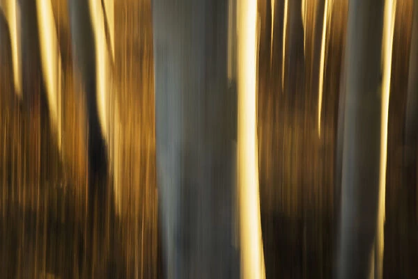 Artistic View Of Aspen Trees Using A Vertical Panning Technique; Carcross, Yukon, Canada