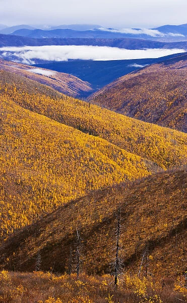Artists Choice: Fall Colours Along Top Of The World Highway, Yukon