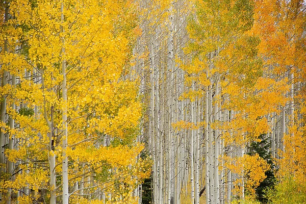 Aspens in autumn colours, Colorado, USA