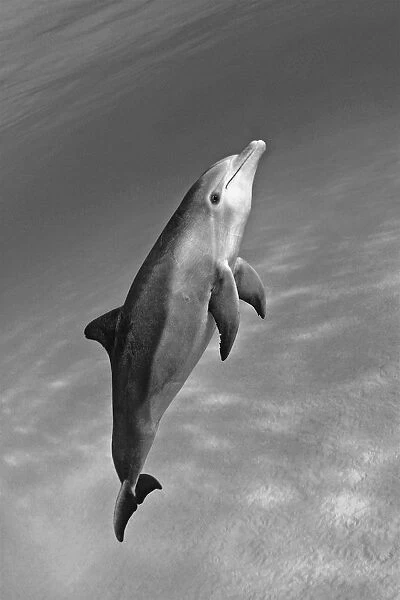 Atlantic Bottlenose Dolphin (Tursiops Truncatus) In Clear Ocean Water (Black And White Photograph)