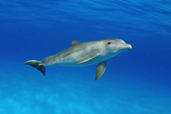 Atlantic Bottlenose Dolphin, (Tursiops Truncatus)