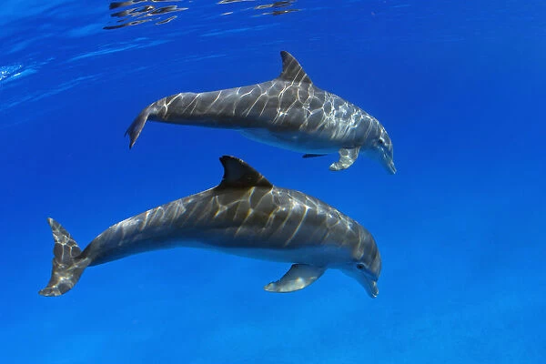 Two Atlantic Bottlenose Dolphin, (Tursiops Truncatus)