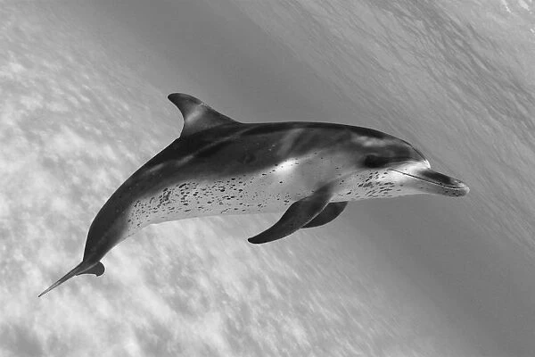 Atlantic Spotted Dolphin (Stenella Plagiodon) In Shallow Clear Ocean Water (Black And White Photograph)