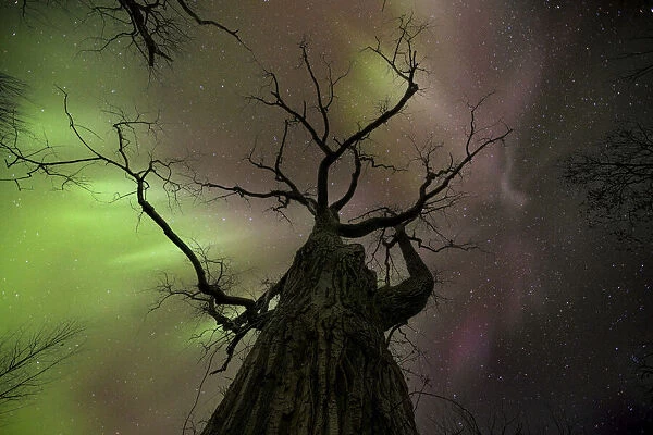 Aurora borealis over a tree; Ontario, Canada