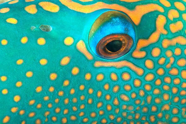 Australia, Extreme Close-Up Eye Of Bicolor Parrotfish (Cetoscarus Bicolor)