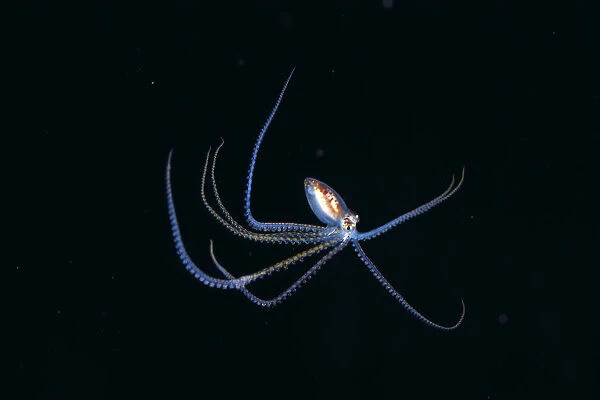 Australia, Pelagic Octopus (Octopus Sp?) Midwater Black Ocean Background A87H