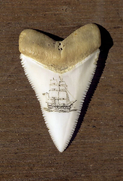 Australia, South Australia, A Scrimshaw Carving On A Great White Shark Tooth (Carcharodon Carcharias)