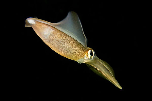 Australia, Southern Squid (Sepioteuthis Australis)