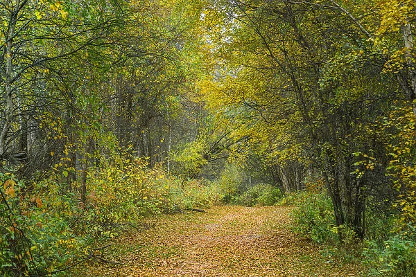 Autumn colours in Alberta