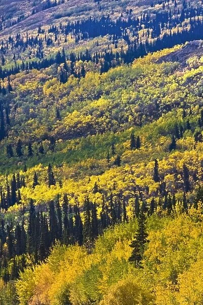 Autumn Countryside, Yukon Territories, Canada